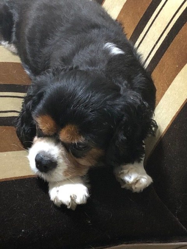 愛犬エリックさん16歳で旅立ちましたサムネイル